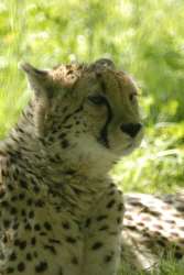 guepard.jpg