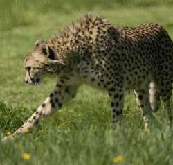 guepard_2.jpg