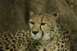 guepard_3.jpg
