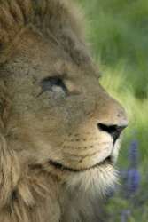 lion_2.jpg