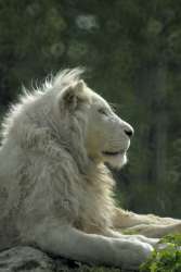 lion_blanc.jpg
