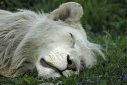 lion_blanc_2.jpg
