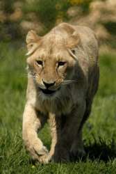 lionne_2.jpg